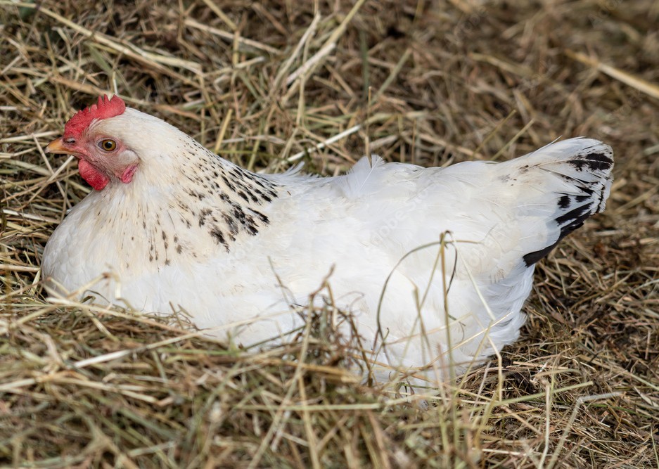 Little brook Farm Light Sussex hen