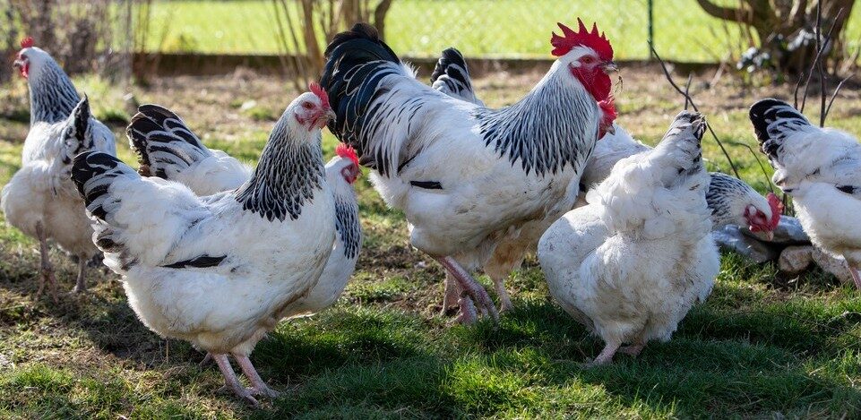 Sussex Chickens