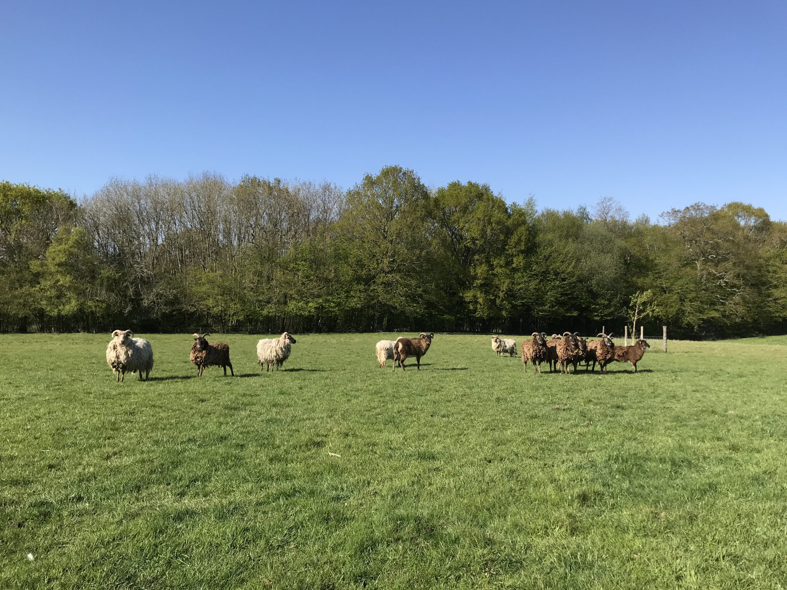 Little Brook Farm Soay & Boreray Sheep